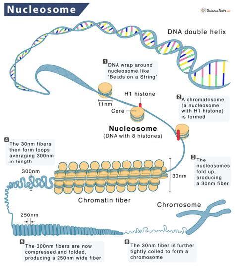 DNA Packaging: Nucleosomes and Chromatin